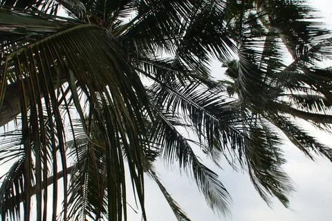 Coconut leaf with blue sky Foto stock