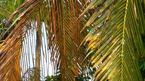 Coconut leaf in close up, blowing by the wind Stock Footage 327304482