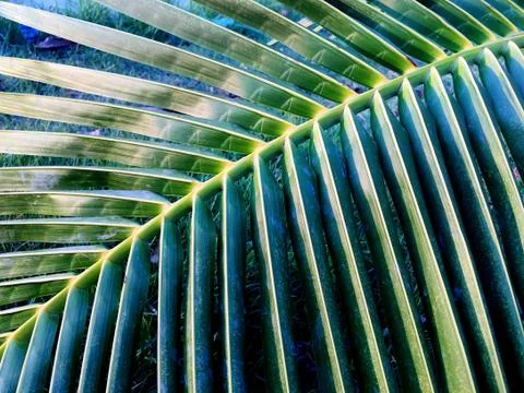Coconut Leaf Close Up Stock Photos