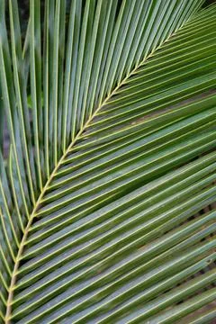 Coconut leaf in different pattern design nature background HD Stock Photos