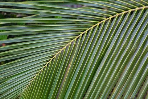 Coconut leaf in different pattern design nature background HD Stock Photos