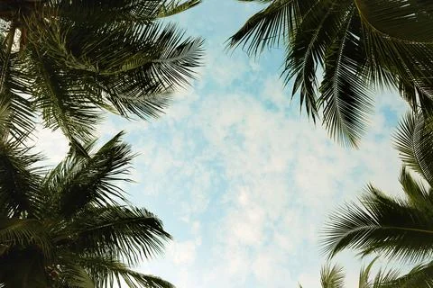 Coconut leaf frame with blue sky in summer concept Stock Photos