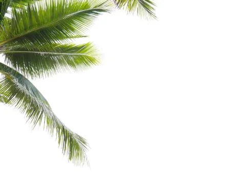 Coconut leaf frame isolate on white background whit copy space, Summer concep Stock Photos