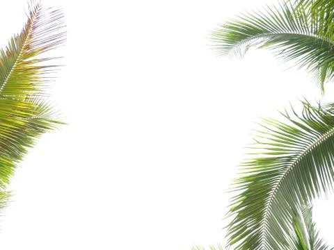 Coconut leaf frame isolate on white background whit copy space, Summer concep Stock Photos