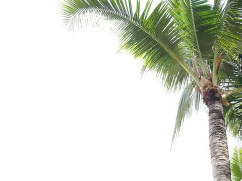 Coconut leaf frame isolate on white background whit copy space, Summer concep Stock Photos