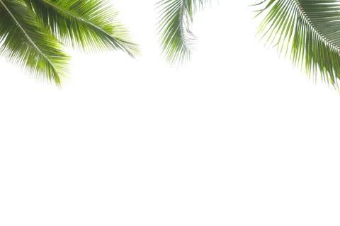 Coconut leaf frame isolate on white background whit copy space. Stock Photos