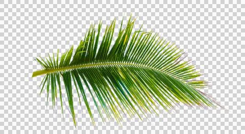 Coconut leaf Isolate on transparent background PNG file Stock Photos