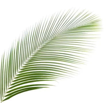 Coconut leaf isolated Stock Photos