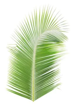 Coconut leaf isolated on white background Stock Photos