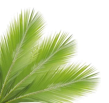 Coconut leaf isolated on white background Stock Photos
