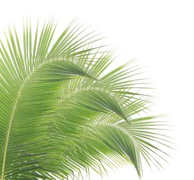 Coconut leaf isolated on white background Stock Photos