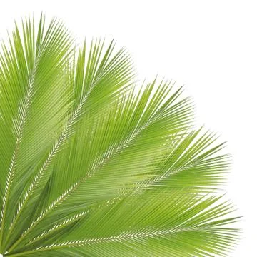 Coconut leaf isolated on white background Stock Photos
