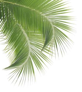Coconut leaf isolated on white background Stock Photos