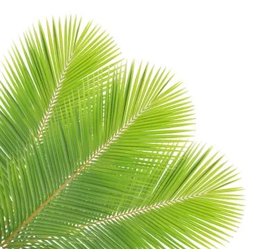 Coconut leaf isolated on white background Stock Photos