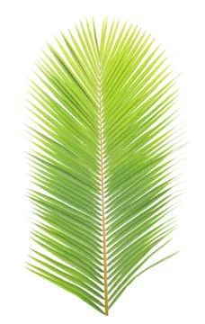 Coconut leaf isolated on white background Stock Photos
