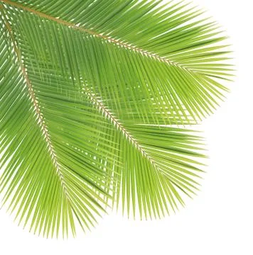 Coconut leaf isolated on white background Stock Photos