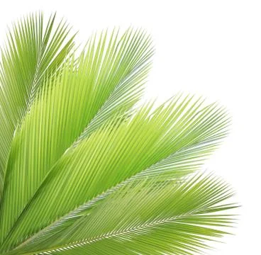 Coconut leaf isolated on white background Stock Photos
