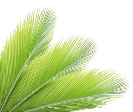 Coconut leaf isolated on white background Stock Photos