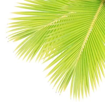 Coconut leaf isolated on white background Stock Photos