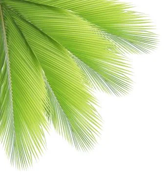 Coconut leaf isolated on white background Stock-Fotos