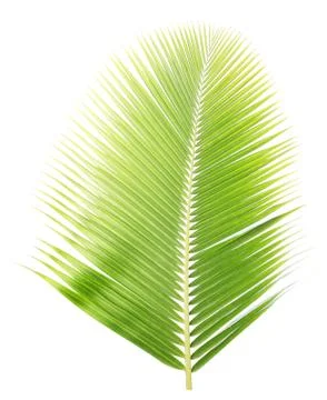 Coconut leaf isolated on white background Stock Photos