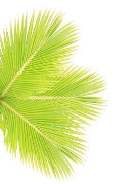 Coconut leaf isolated on white background Stock Photos