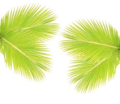 Coconut leaf isolated on white background Stock Photos