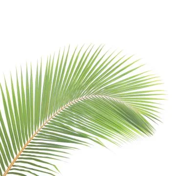 Coconut leaf isolated on white background Stock Photos