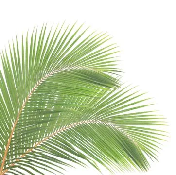 Coconut leaf isolated on white background Stock Photos