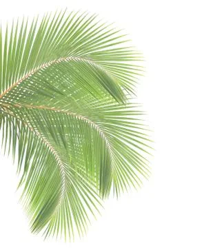 Coconut leaf isolated on white background Stockfoto's