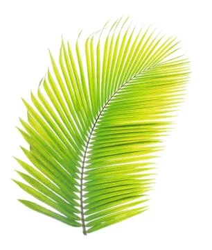 Coconut leaf isolated on white background Stock Photos