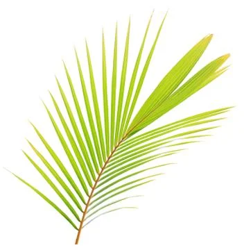 Coconut leaf isolated on white background Stock Photos