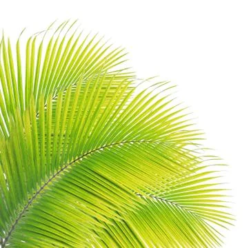 Coconut leaf isolated on white background Stock Photos