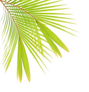 Coconut leaf isolated on white background Foto stock