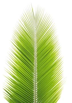 Coconut leaf isolated on white background Stock Photos
