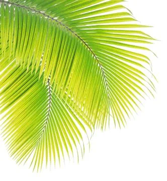 Coconut leaf isolated on white background Stock Photos