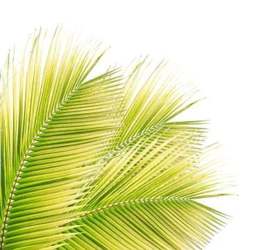 Coconut leaf isolated on white background Stock Photos