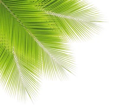 Coconut leaf isolated on white background Stock Photos
