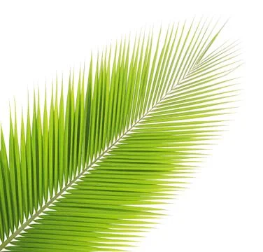 Coconut leaf isolated on white background Stock Photos