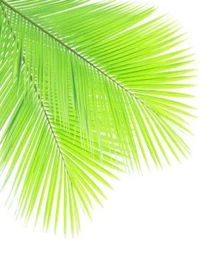 Coconut leaf isolated on white background Stock-Fotos