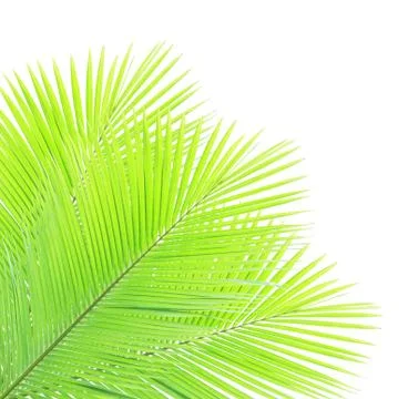 Coconut leaf isolated on white background Stock-Fotos