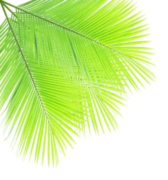 Coconut leaf isolated on white background Stock Photos