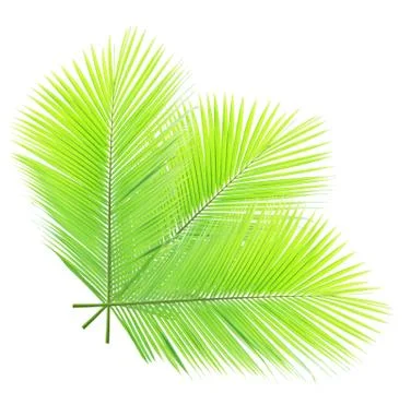 Coconut leaf isolated on white background Stock Photos