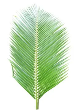 Coconut leaf isolated on white background Stock Photos