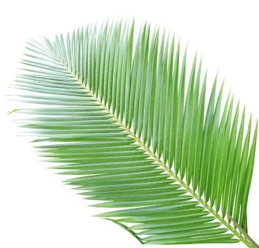 Coconut leaf isolated on white background Stock Photos