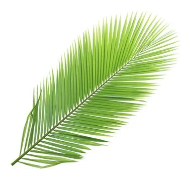 Coconut leaf isolated on white background Stockfoto's
