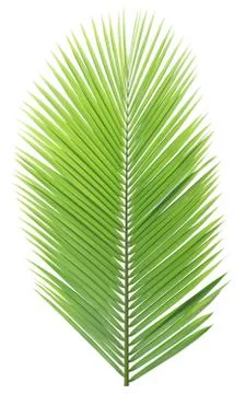 Coconut leaf isolated on white background Stock Photos