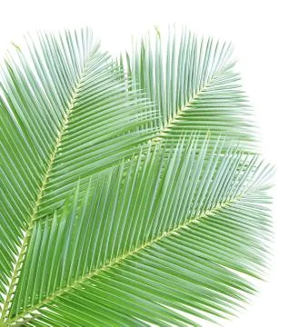 Coconut leaf isolated on white background Foto stock