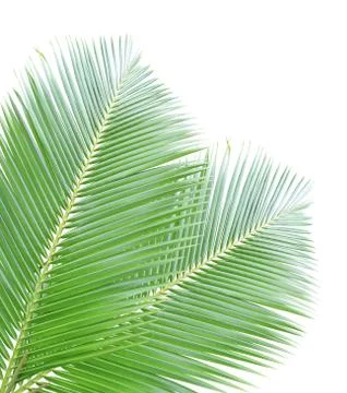 Coconut leaf isolated on white background Stock Photos