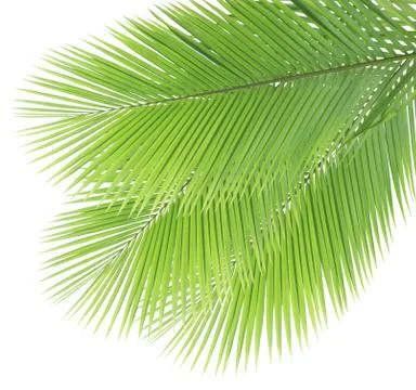 Coconut leaf isolated on white background Stock Photos